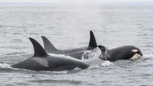 Orcas en el océano