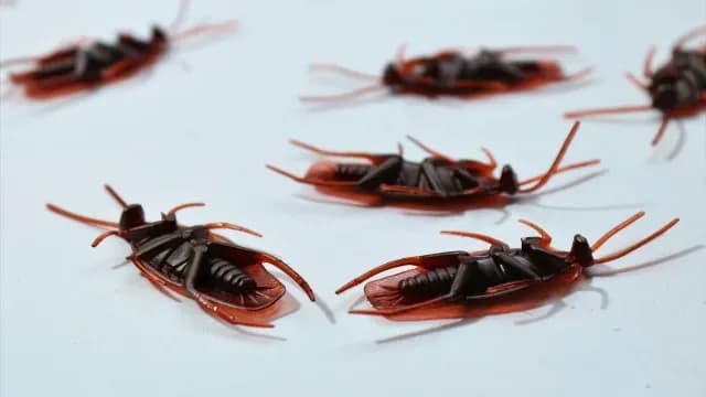 Las cucarachas se originaron en el Sureste Asiático