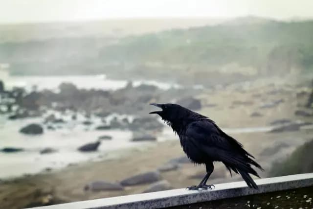 Corneja negra en un barandal
