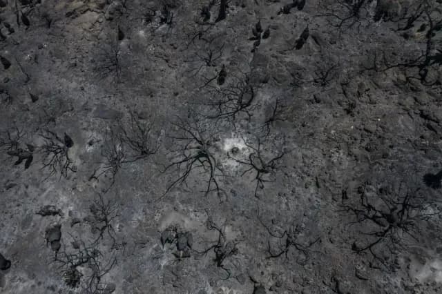 Este año los incendios han consumido 8 mil hectáreas de áreas naturales protegidas en Veracruz