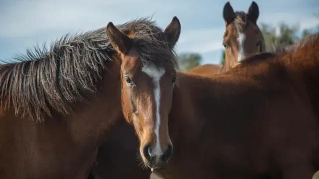 Los caballos fueron domesticados dos veces, según nuevo estudio