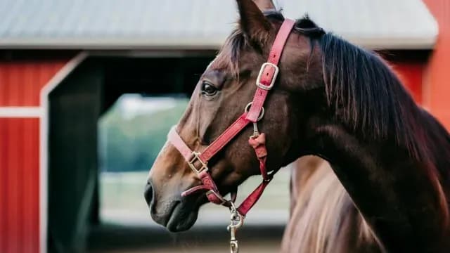 A partir del mes de julio las calandrias jaladas por caballos dejaran de circular. Foto: Pixabay