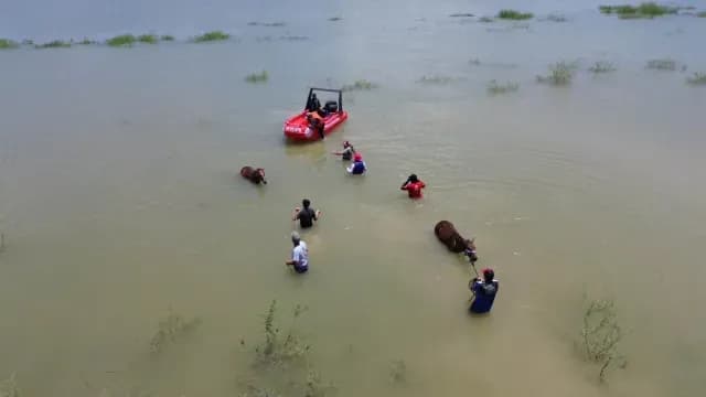Algunos caballos tuvieron que nadar para salavr su vida. Foto: PC NL