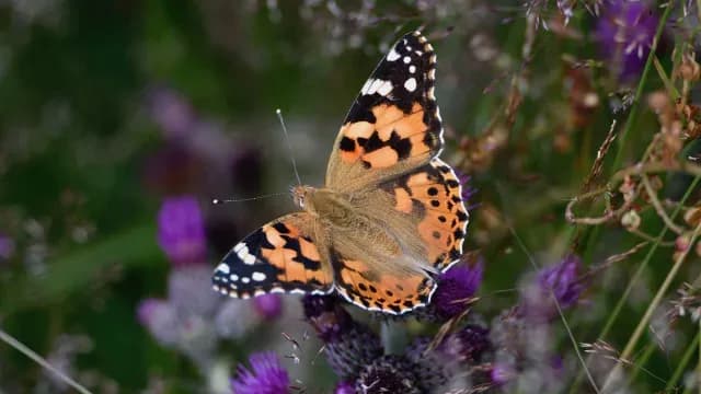 Mariposas de la especie Vanessa cardui vuelan de África a Sudamérica