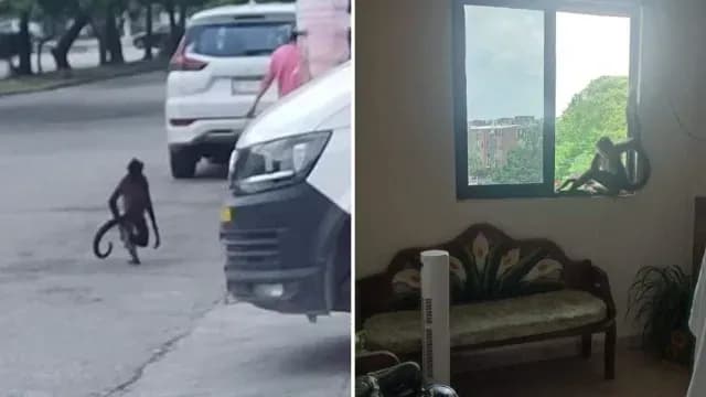 Así Captaron a Miles de Sapos Huyendo del Huracán Beryl