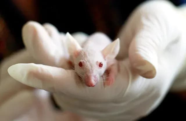 A los ratones se les bloqueó una proteína responsable de la inflamación