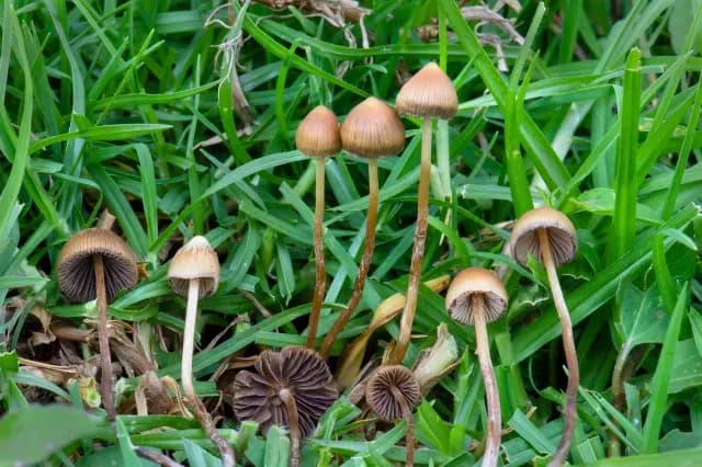 Hongos de la especie Psilocybe mexicana, conocidos coloquialmente como “pajaritos”