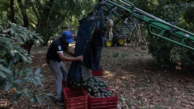 Productores de aguacate recolectan la cosecha. Foto: Cuartoscuro