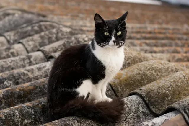 Gato en un tejado en Colombia