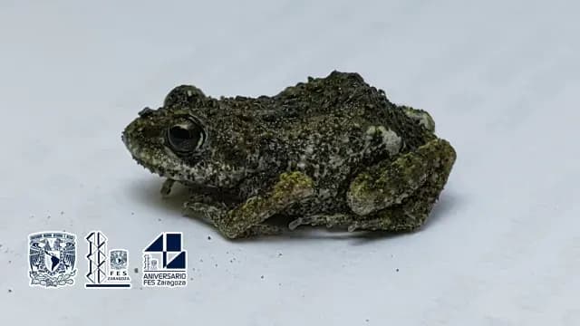 Rana fisgona detectada en la CDMX. Foto: FES Zaragoza