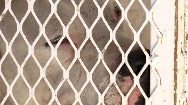Pitbull-Muerde-a-Niño-en-Gómez-Palacio