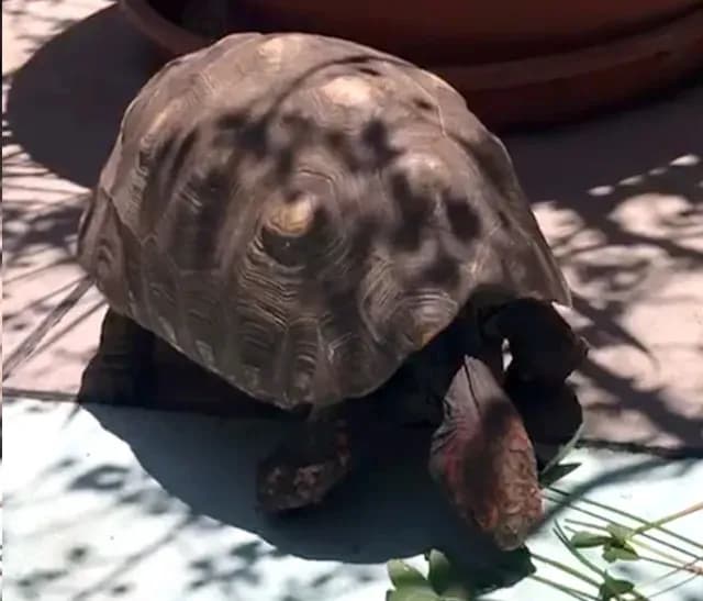 Shiva, tortuga perdida en la colonia Roma Sur