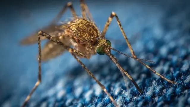 Ya hay exámenes para detectar el dengue. Foto: Pixabay