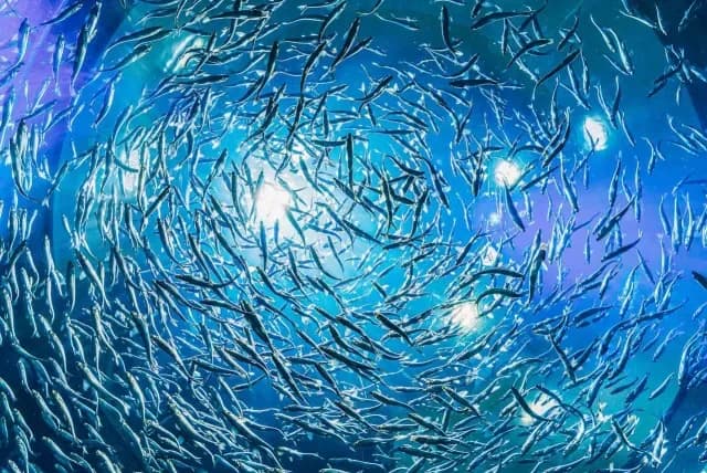 Banco de peces en el océano