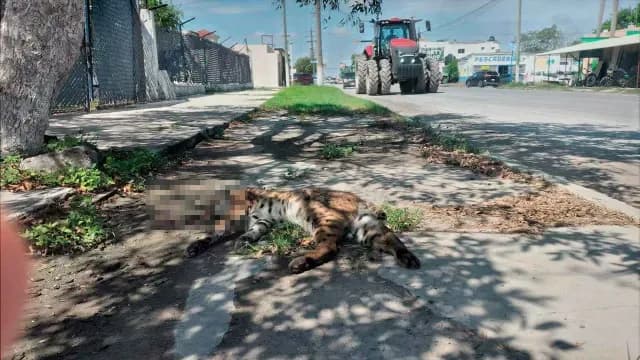 Elementos de Protección Civil de Valle Hermoso en coordinación con Profepa realizaron el levantamiento del animal. Foto: X @Noticias_TamsElementos de Protección Civil de Valle Hermoso en coordinación con Profepa realizaron el levantamiento del animal. Foto: X @Noticias_Tams