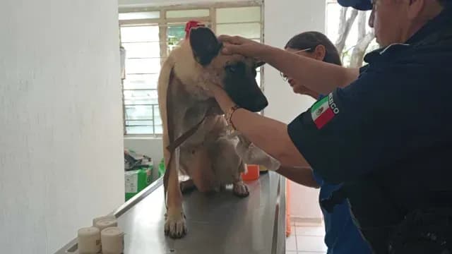 El perro fue arrastrado por aproximadamente 2 km