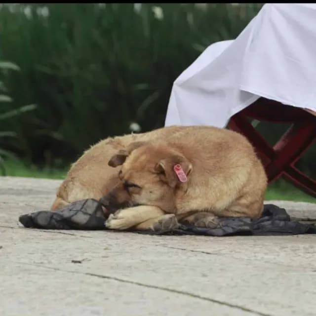 Hombre Sin Hogar Muere en Parque y su Perrita No lo Abandona