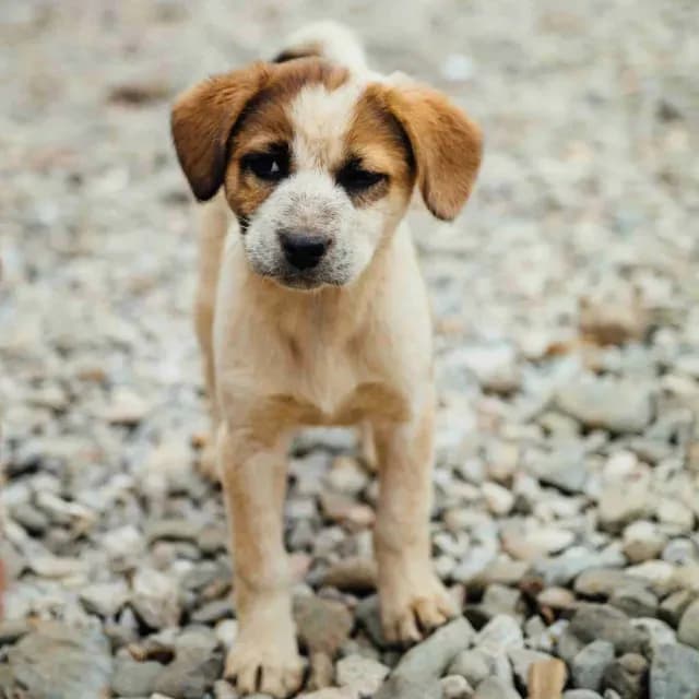 Sujetos Entierran Vivo a Cachorro y Muere en San Luis Potosí