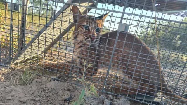 Lince capturado en Reynosa, Tamaulipas