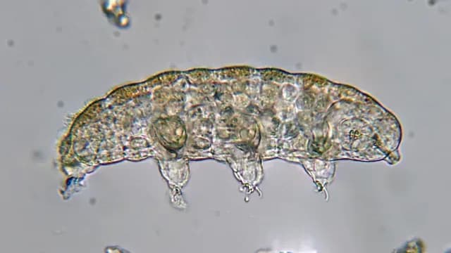 Tardígrado bajo el microscopio