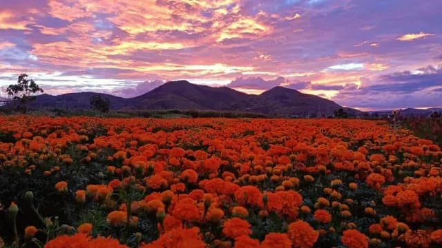 Paisajes de México se pintan de colores por los cultivos de la flor de Día de Muertos. Foto: X @SECTUR_mx