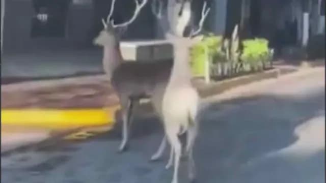 venado