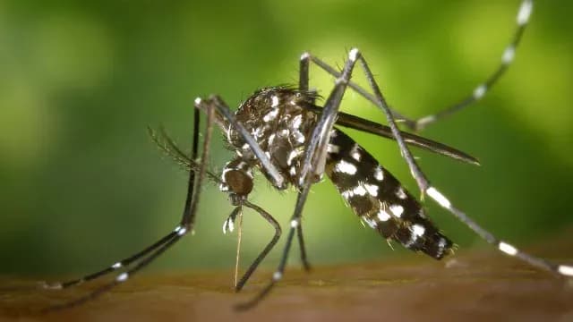 Denuncian-Plaga-Mosquitos-en-Gomez-Palacio
