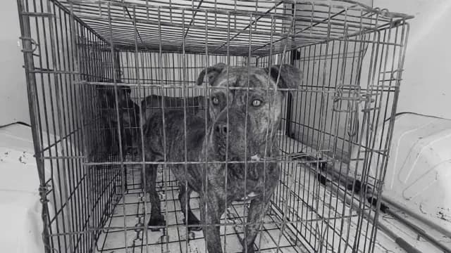Sacrifican a Pitbull Por Agredir a un Abuelito
