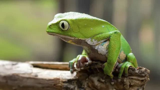RANA-KAMBÓ-DGO