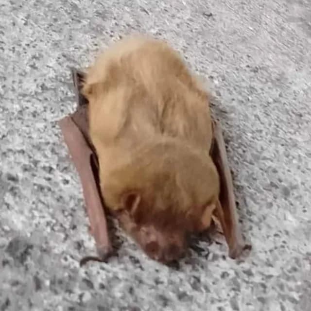 ¿Batman, Eres Tú? Hallan Murciélago en Andén de Boulevard Puerto Aéreo del Metro CDMX