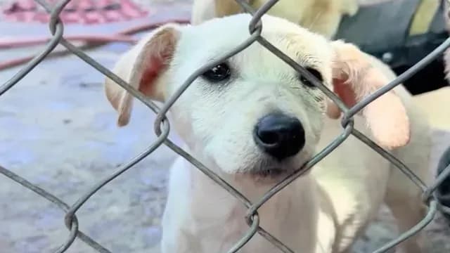 En México hay más de 28 millones de perros y gatos viviendo en las calles. Foto: N+