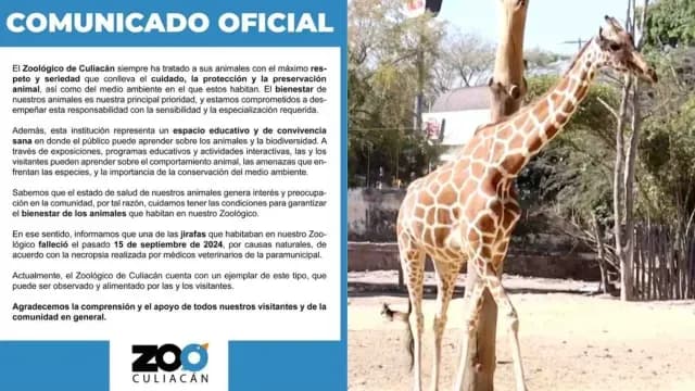 Emiten Comunicado Oficial Sobre la Muerte de Jirafa. Foto: @ Zoológico Culiacán