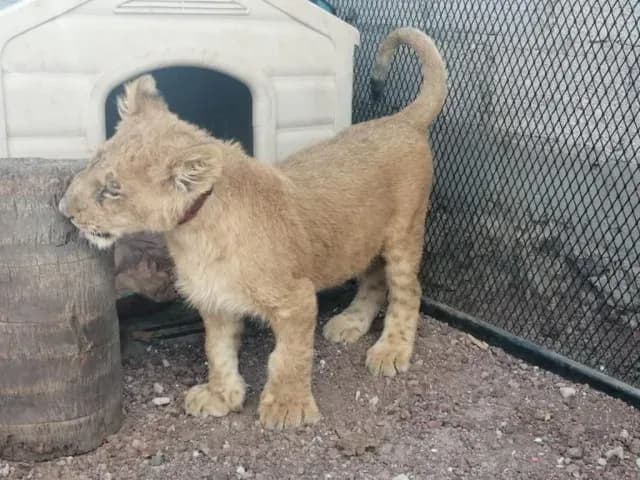 Cachorro de león encontrado en casa de Puebla