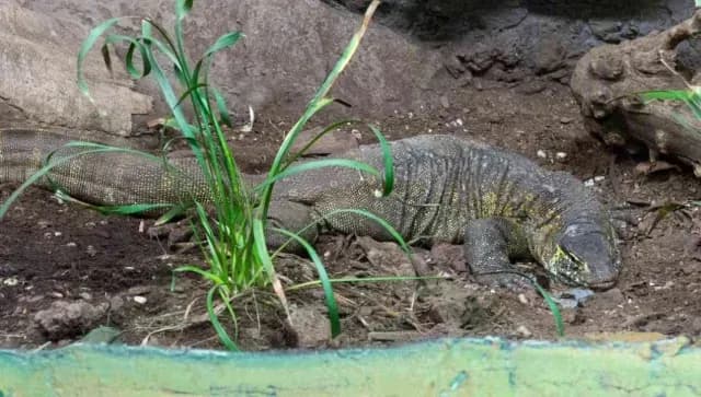 Un varano de Nilo fue rescatado en los canales de Xochilimco y trasladado al zoológico de Xochimilco