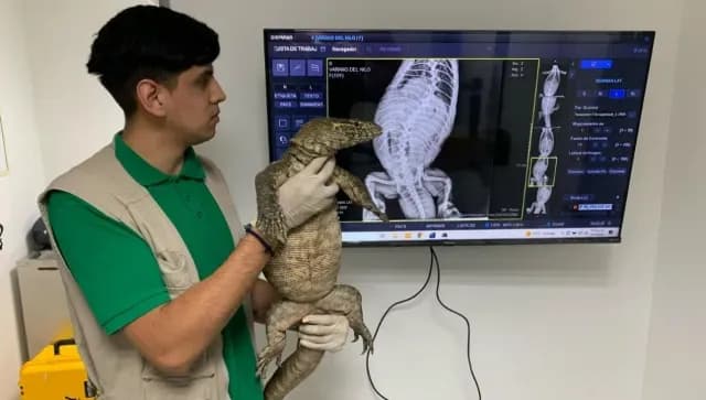 El reptil varano de Nilo fue rescatado en los canales de Xochilimco y trasladado al zoológico de Xochimilco
