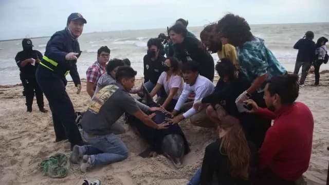 Rescate de delfín varado en Puerto Progreso, Yucatán