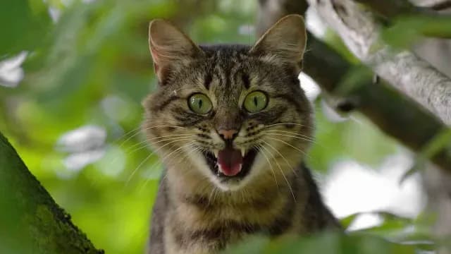 Estudian comportamiento de los gatos