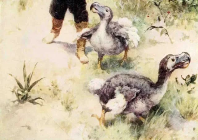 Cuadro de pájaros dodo en la isla Mauricio