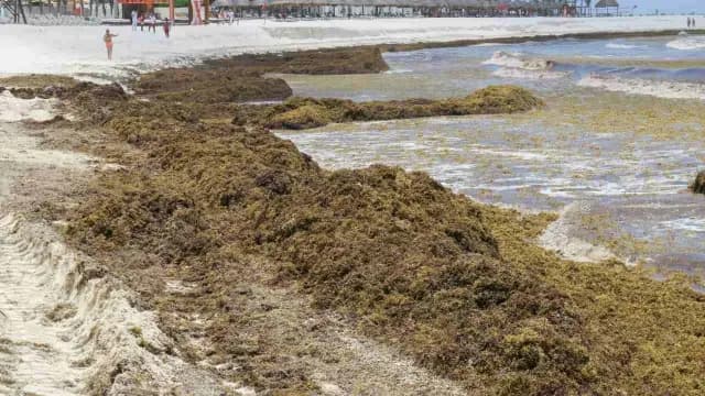 Toneladas de sargazo afectan Quintana Roo, el 22 de junio de 2018. Foto: Cuartoscuro | Archivo