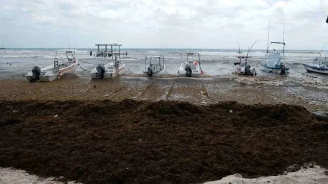 Sargazo en Quintana Roo