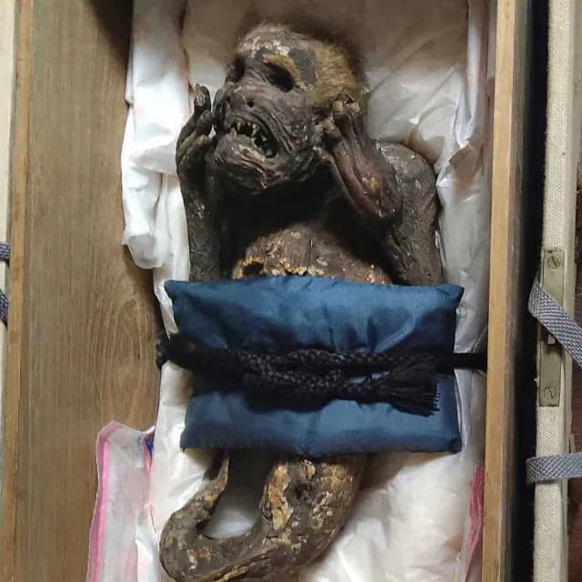 Momia sirena analizada en Japón