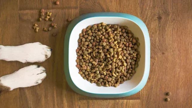 Precio de alimentos para mascotas en México encareció del 2022 al 2023. Foto: Pixabay | Ilustrativa
