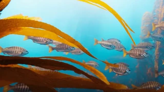 Bosques de Kelp- Ecosistema Marino