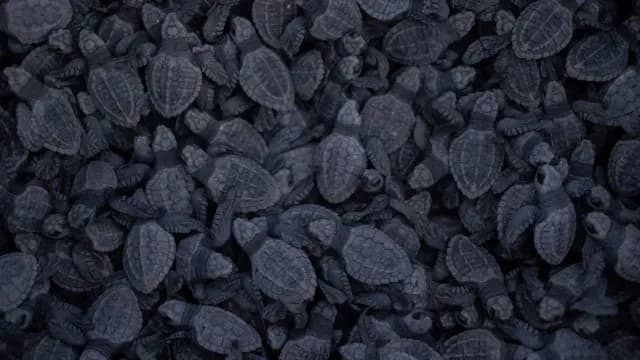 Día de la Tierra: Tortugas liberadas en playa de México