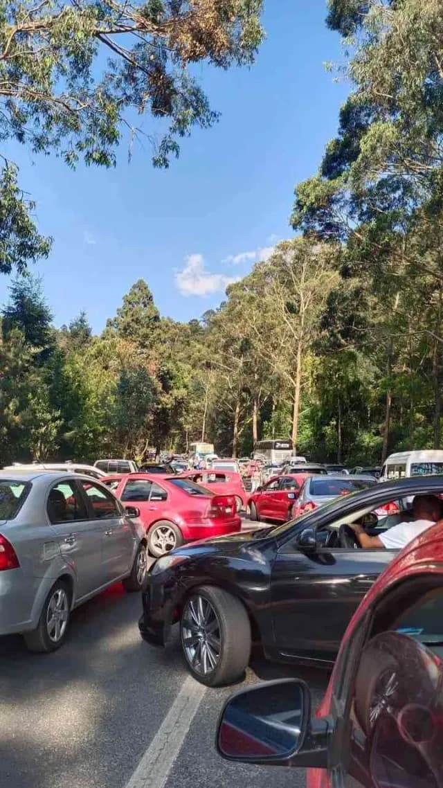 Caos vial sobre la carretera federal tras caìda de árbol