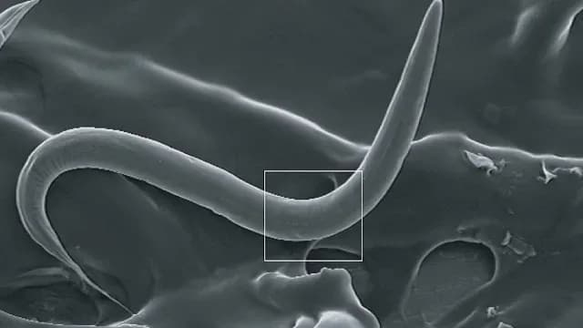 Gusano Caenorhabditis elegans