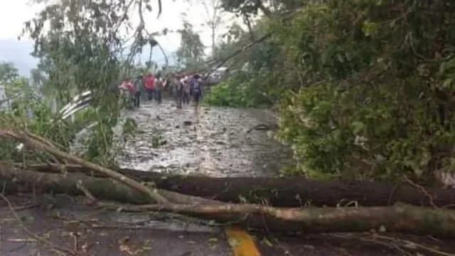Afectaciones en carreteras por árboles caídos