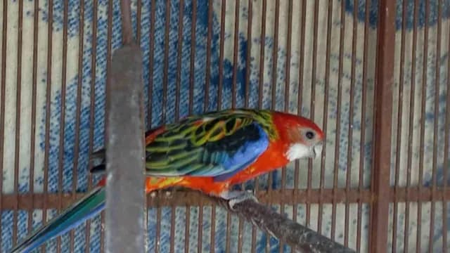 Perico asegurado de un zoológico que operaba para la ilegalidad