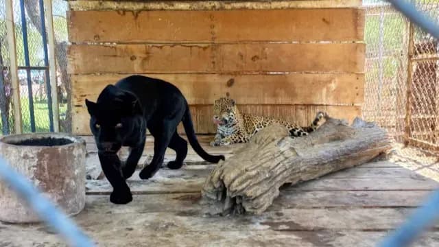 Jaguares asegurados en zoológico ilegal en La Barca