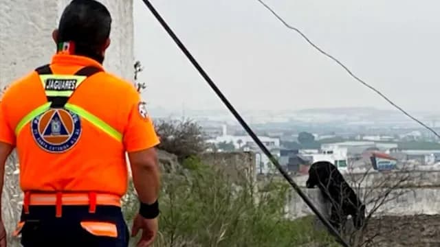 Reportan vecinos de Santa Catarina, Nuevo León, a un oso en la zona. Foto: N+